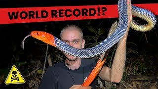 We found the BIGGEST Red Headed Krait EVER Herping Highlights [upl. by Hilleary206]