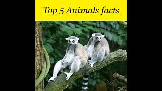 Top 5 Animal facts in Hindi amazingfacts giraffe interestingfacts [upl. by Naired75]