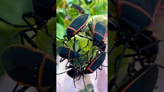 Red and black bordered plant bug  Largus Cinctus [upl. by Falkner]