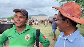 feira de gado em São José da Tapera  AL 10  02  2024 nordeste [upl. by Merrie]