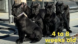 Cane Corso PUPPIES 4 to 8 weeks old shenanigans canecorso dogtraining dog [upl. by Namlak646]