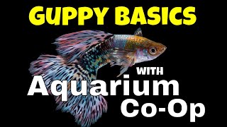 The Basics for Keeping and Breeding Guppies  Aquarium CoOp Highlights [upl. by Garson]