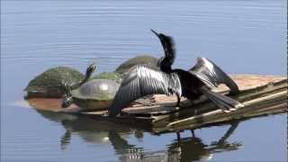 quotTeaserquot Anhinga quotSnake Birdquot and Yellow Belly Turtles Pinellas County Florida quotDSC HX200Vquot [upl. by Lieno837]