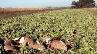 Easy No Till Brassica Food Plots [upl. by Ettie]