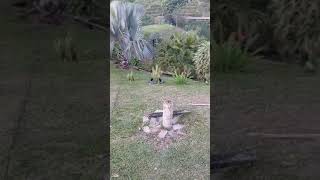 VIDEO 4 ENTREGA ICIAL FINCA LAS ACACIAS [upl. by Ahsienor]