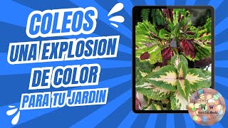 Coleo una explosión de color para tu jardín plantas cuidados mantenimiento [upl. by Wynny]