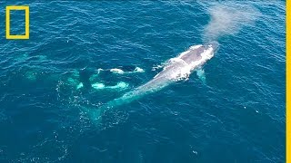 Un dron graba el ataque de un grupo de ORCAS a una BALLENA AZUL ¡Impresionante  NatGeo en Español [upl. by Crista642]