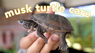 Musk Turtle Care Guide the best beginner turtle [upl. by Swee479]