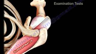 Anatomy Of The Supraspinatus Muscle  Everything You Need To Know  Dr Nabil Ebraheim [upl. by Vickey]