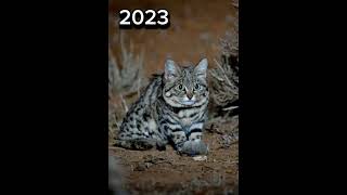 2023 BlackFooted Cat and 5000bce BlackFooted Cat mythical genius viral foryou foryou [upl. by Trepur468]