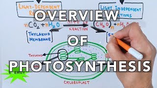 Photosynthesis [upl. by Rorry]