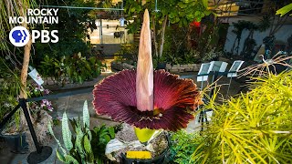 The science behind a corpse flower [upl. by Yleme508]