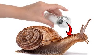 Why Do Snails and Slugs Die From Salt [upl. by Htomit]