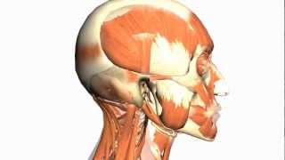 Skull tutorial 1  Bones of the Calvaria  Anatomy Tutorial PART 1 [upl. by Jallier831]