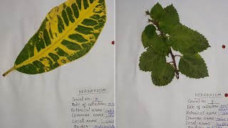 Class 11 Herbarium File  ten specimen [upl. by Adnole]