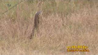 Goulds goanna in Australia [upl. by Bobbie829]