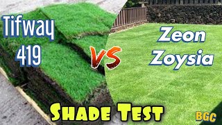 Bermuda Grass VS Zoysia Grass In Shade Test [upl. by Regni]