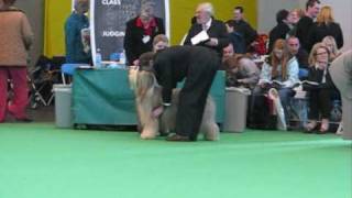 Crufts 2009  Bearded Collies  Dog Judging [upl. by Olifoet614]