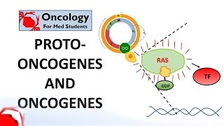 7 Protooncogenes and Oncogenes [upl. by Yliab]