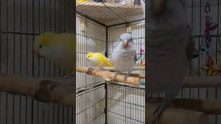 Quaker parrot talking quakerparrot shorts [upl. by Florio]