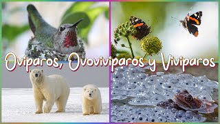 ¿Cuáles son los Animales Ovíparos Ovovivíparos y Vivíparos [upl. by Sirred]