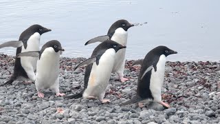 Penguins on the Antarctica Peninsula [upl. by Asserrac]