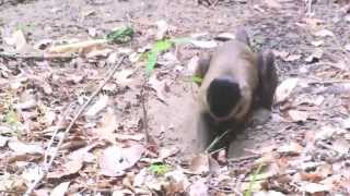 Digging a spider with stone tool [upl. by Puna]