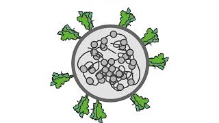 Neuropilin1 drives SARSCoV2 infectivity [upl. by Cleave210]