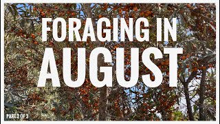 Foraging in August  UK Wildcrafts Foraging Calendar Part 2 of 3 [upl. by Notgnilra]