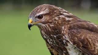 Buzzard ejects Poo [upl. by Fiedler]