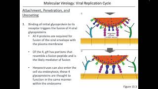 Virology Chapter 13 Part 2 [upl. by Zea]