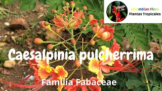 Conoce las bellísimas flores de Caesalpinia pulcherrima falso flamboyán o peacock flower plantas [upl. by Annanhoj]