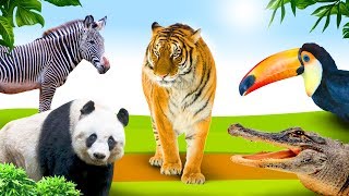 Jungle dieren leren 🐯 Educatief kinderfilmpje voor peuters  Nederlands [upl. by Blaine528]