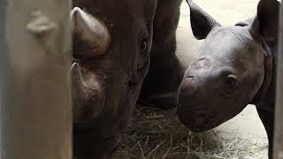 Critically Endangered Eastern Black Rhino Born at Lincoln Park Zoo is a Male [upl. by Eikcuhc]