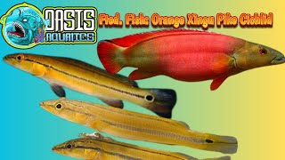 Oasis Aquatics Fted Fish Orange Xingu Pike Cichlid [upl. by Nnorahs]