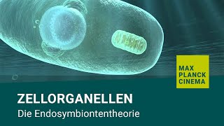 Zellorganellen  Die Endosymbiontentheorie [upl. by Nuahs]