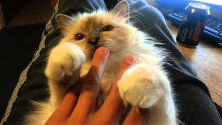 Beautiful Lilac Point Birman Cat [upl. by Lipcombe245]