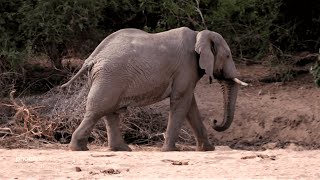 mein ausland Simbabwe  Trophäenjagd für den Tierschutz [upl. by Aenat]