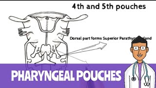 Pharyngeal Pouches Pharyngeal Arches part 3 [upl. by Mitzl]