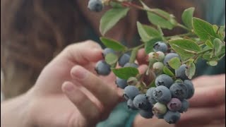 Driscoll’s Blueberries  Pursuit of Flavor [upl. by Enttirb41]