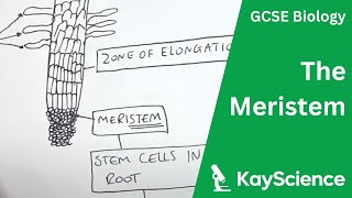 The Meristem  GCSE Biology  kaysciencecom [upl. by Toni]