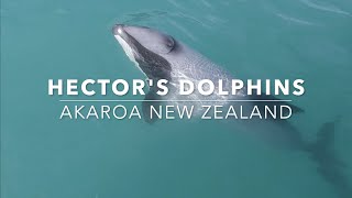 Swimming with Hectors Dolphins in Akaroa New Zealand Onuku Farm Hostel [upl. by Dar]