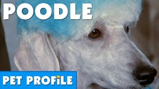 Poodle Pet Profile  Bondi Vet [upl. by Akerboom277]