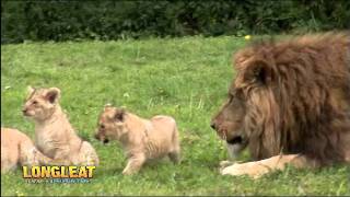 Quartet of Lion Cubs Take Their First Steps Outside at Longleat [upl. by Leeann776]