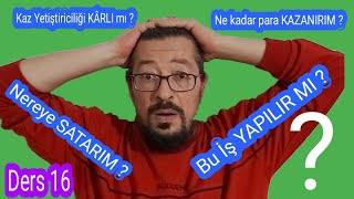 Ne kadar para kazanırım Bu iş yapılır mı Nereye satarım  Kaz Yetiştiriciliği karlı mı [upl. by Yetnom337]