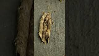 Florida Man Encounters Dirt Dauber Nests  Insect [upl. by Areem]