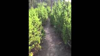 Harlequin Lake trail Yellowstone National Park [upl. by Innavoig]