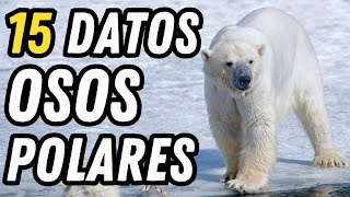 15 Datos Curiosos de los Osos Polares  Los reyes del Ártico [upl. by Einre]