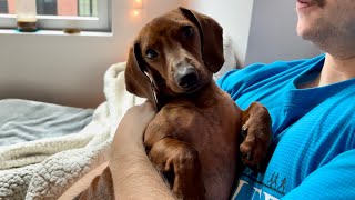 Mini dachshund wants to cuddle 🥰 [upl. by Nylzzaj955]