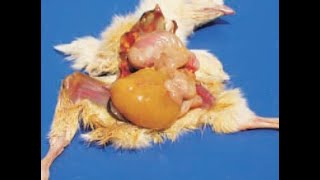 Yolk Sac Infection Omphalitis in Chicks [upl. by Kcub764]